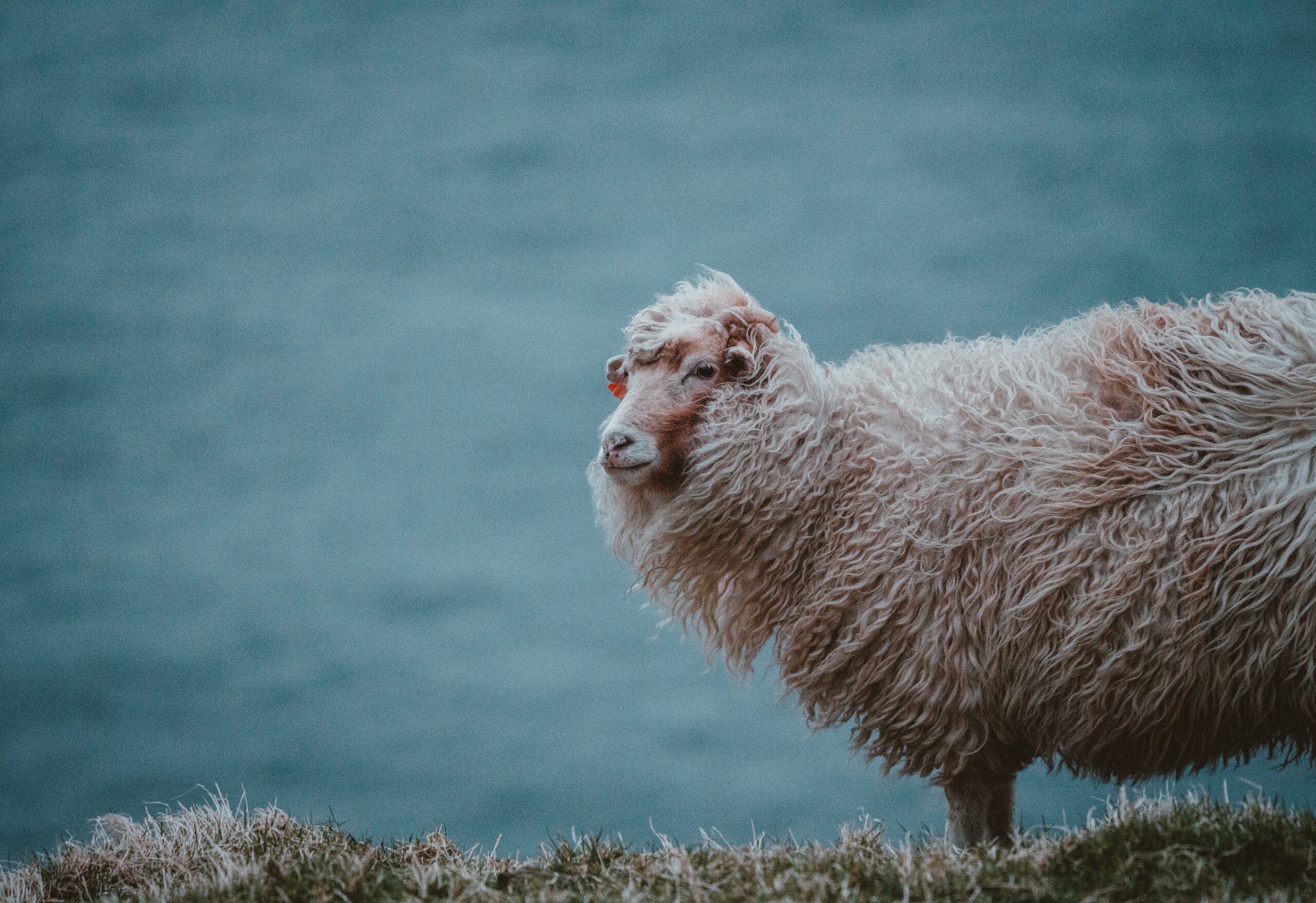 From Sheep to Sweater Understanding the Fascinating Process of Wool Production